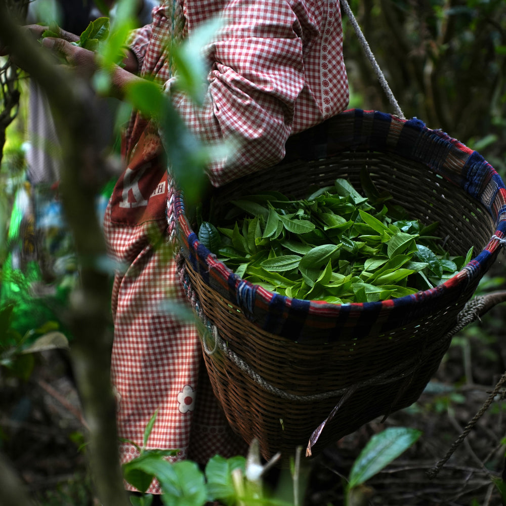 Ai Lao Shou (Ripe) Pu-erh Cake