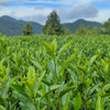 Tea plantation with mountains in the background