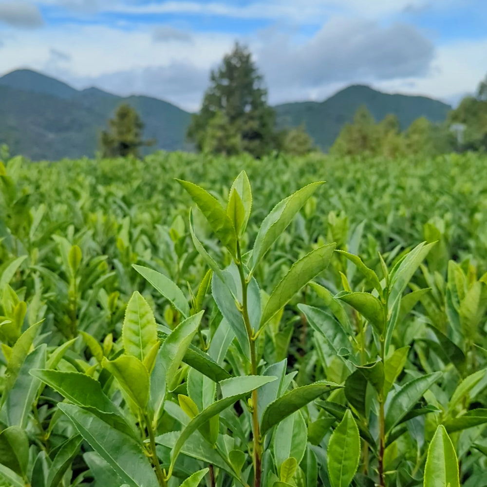 Tea plantation with mountains in the background