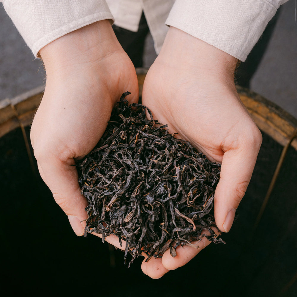 Hands holding a pile of tea leaves against a dark background