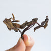 Northwest Alder Leaf