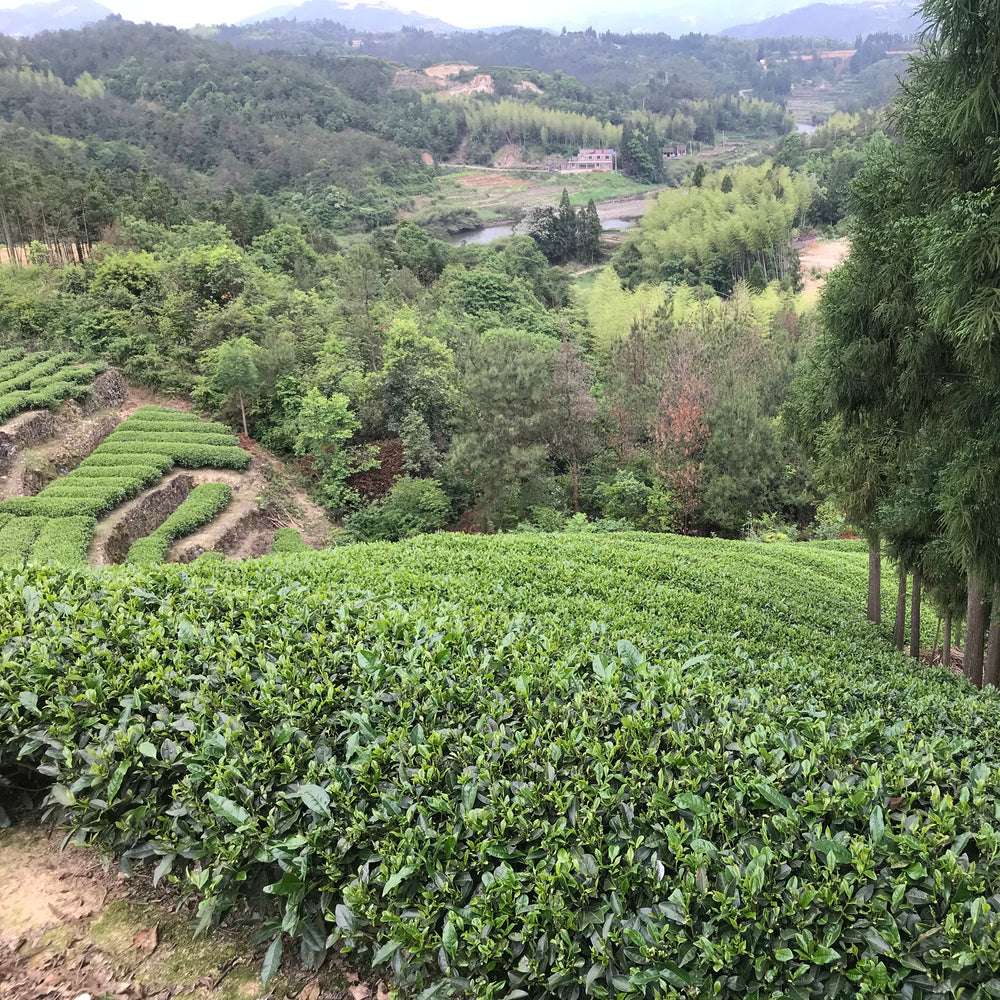 Bai Mu Dan