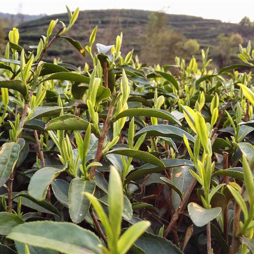 Bai Mu Dan
