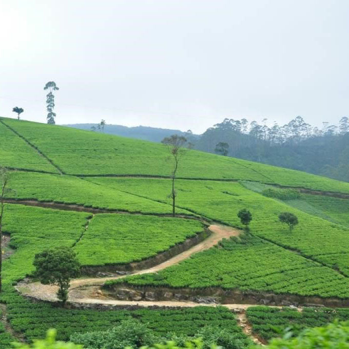 Ceylon Dimbula